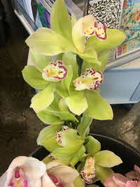 Green Cymbidium Orchid2