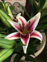 Oriental Lily (Stargazer)